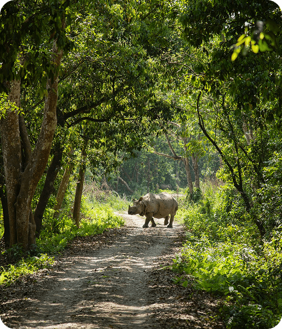 Ratnanagar Landscape